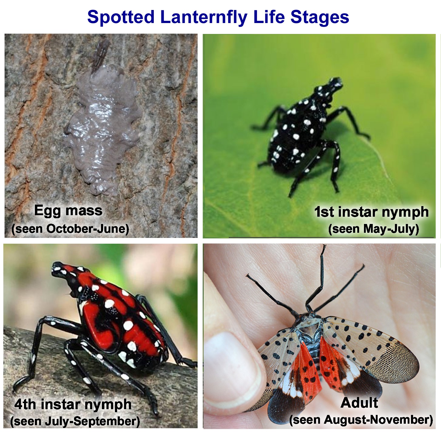 The stages of growth of a spotted lanternfly from egg to adult.